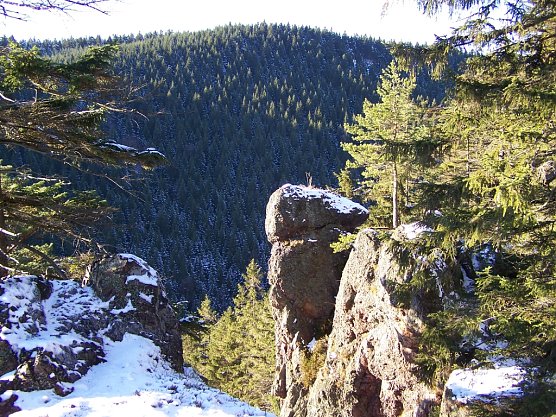 Wie trotzen Bäume dem Winter? (Foto: ThüringenForst, Dr. Horst Sproßmann) Wie trotzen Bäume dem Winter? (Foto: ThüringenForst, Dr. Horst Sproßmann)