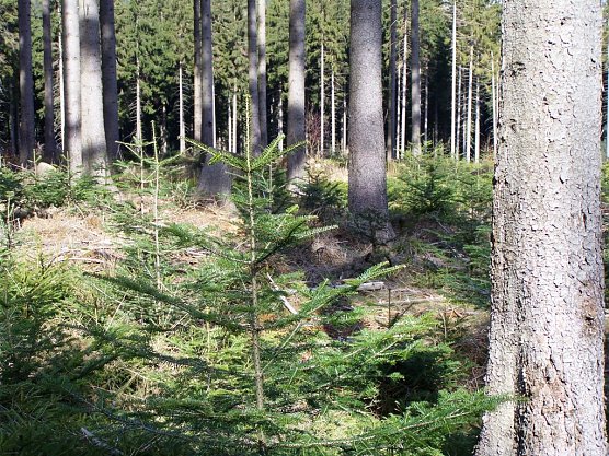 F&ouml;rster und Waldbesitzer setzen in den Th&uuml;ringer Mittelgebirgslagen u. a. auf die Wei&szlig;tanne (li.). Sie soll dort die Fichte nicht ersetzen, sondern klimastabile Mischbest&auml;nde bilden, erg&auml;nzt um die Buche (Foto: Th&uuml;ringenForst, Dr. Horst Spro&szlig;mann)