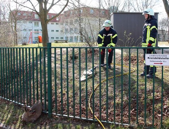 Reh steckt fest (Foto: Feuerwehr Heiligenstadt)