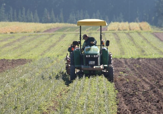 Wei&szlig;tannen, soweit das Auge reicht: In der Th&uuml;ringenForst-eigenen Forstbaumschule Breitenworbis stehen Millionen B&auml;umchen zur Sanierung der Schadfl&auml;chen im Staatswald bereit (Foto: Th&uuml;ringenForst, Dr. Horst Spro&szlig;mann)