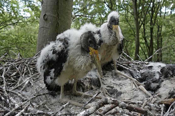 Junge Schwarzstörche nach der Rettung (Foto: Landesforsten Niedersachsen) Junge Schwarzstörche nach der Rettung (Foto: Landesforsten Niedersachsen)