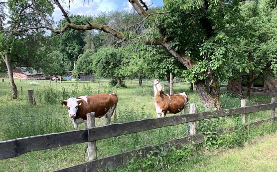Harzrigi (Foto: oas)