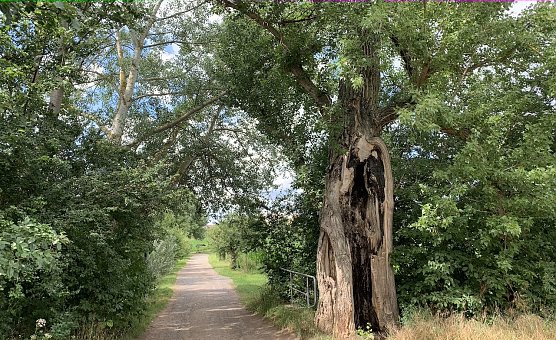 Windl&uuml;cke (Foto: oas)