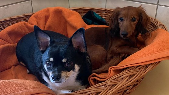 Trixi und Jumbo suchen ein neues Zuhause (Foto: Karin Ziegler) Trixi und Jumbo suchen ein neues Zuhause (Foto: Karin Ziegler)