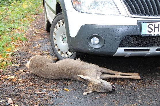 Wildunfall (Foto: Th&uuml;ringenForst)