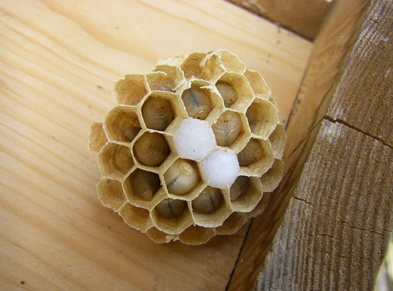 Wabenscheibe mit Brut (Foto: Wilhelm Roth)