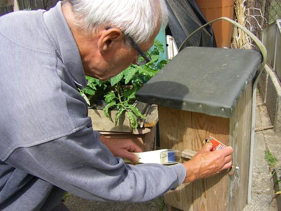 Umsiedlung der Hornissenk&ouml;nigin in den Brutkasten (Foto: Wilhelm Roth)