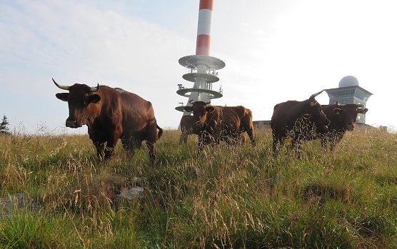 Rotvieh am Brocken (Foto: Nationalpark Harz) Rotvieh am Brocken (Foto: Nationalpark Harz)
