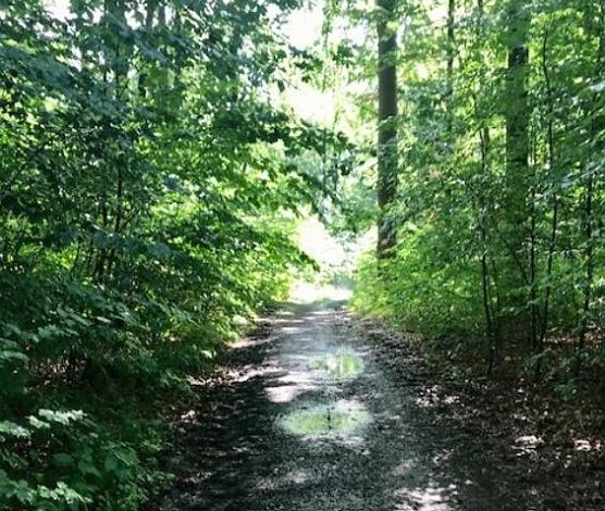 Der Stadtwald ist Thema einer Umfrage (Foto: Norbert Sondermann) Der Stadtwald ist Thema einer Umfrage (Foto: Norbert Sondermann)