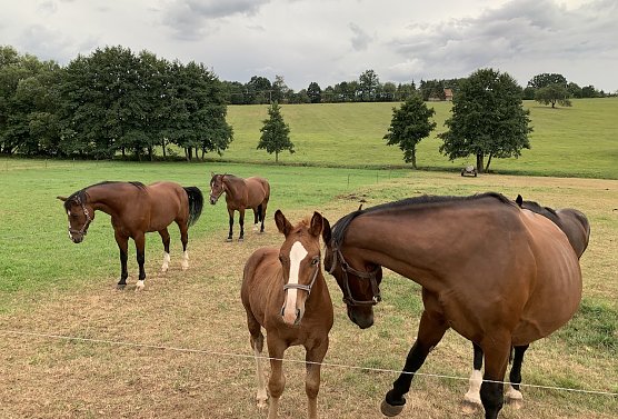 Pferdenachwuchs in Limlingwrode (Foto: oas)