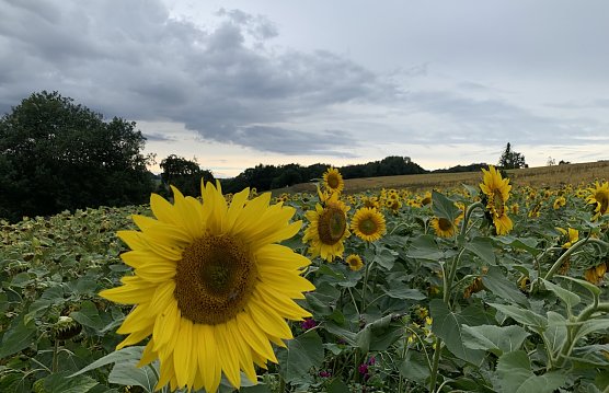 Sonnenblumenfeld in Nordthüringen (Foto: oas) Sonnenblumenfeld in Nordthüringen (Foto: oas)