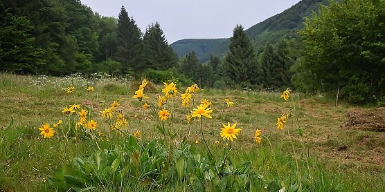 Sommerwiese (Foto: nnz-Archiv)