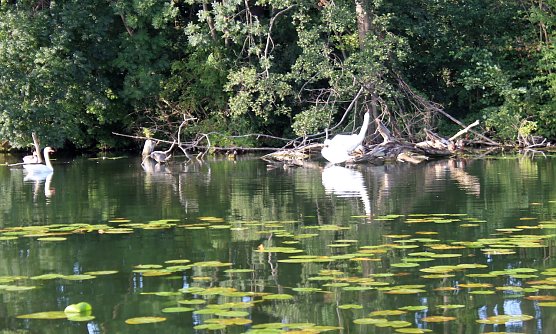 Sp&auml;tsommeridyll an einem Brandenburgischen See (Foto: oas)