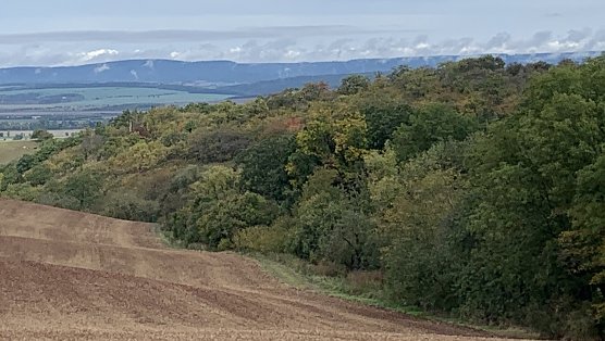 Feld bei Auleben (Foto: oas)