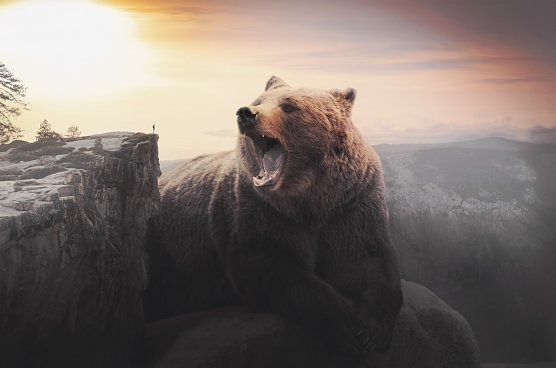 B&auml;r (Foto: Pixbay)
