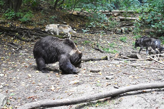 Ronja, Raik und Baerin Laura (Foto: Alternativer Bärenpark Worbis) Ronja, Raik und Baerin Laura (Foto: Alternativer Bärenpark Worbis)
