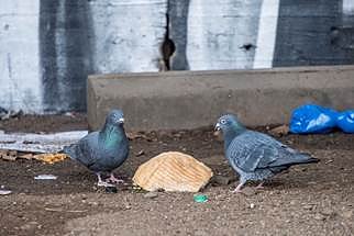 Auch wenn sie ungesund und nicht artgerecht sind � Essensreste finden die Tauben im Lockdown kaum noch (Foto: Deutscher Tierschutzbund e.V. / M. Marten)