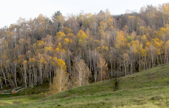 Die th&uuml;ringer W&auml;lder sind in schlechtem Zustand (Foto: nnz-Archiv)