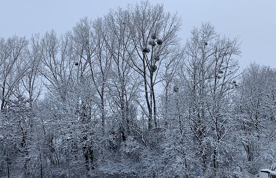 Winter in Nordhausen (Foto: oas)