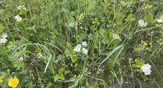 Orchideenwiese bei G&uuml;nserode (Foto: S.Friedling)
