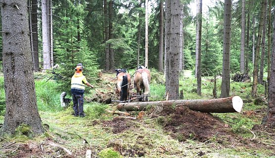H&auml;tten Sie&acute;s gewusst? So manches Regalbrett wurde von R&uuml;ckepferden aus dem Wald transportiert (Foto: Th&uuml;ringenForst)