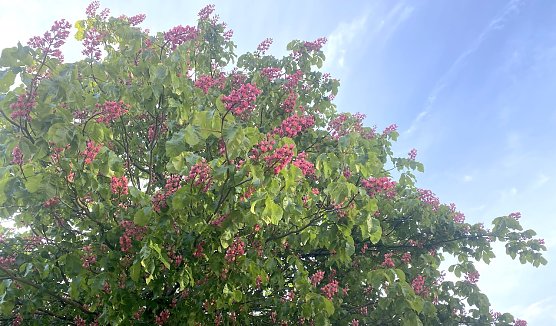 Kastanienbl&uuml;te (Foto: oas)