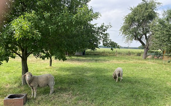 Sommeridyll (Foto: oas) Sommeridyll (Foto: oas)