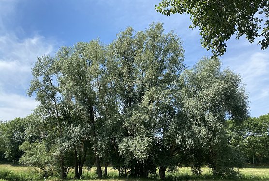 Am Zorgeufer in Nordhausen (Foto: oas) Am Zorgeufer in Nordhausen (Foto: oas)