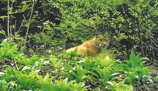 Luchs am Grünen Band (Foto: Susanne Schmidt) Luchs am Grünen Band (Foto: Susanne Schmidt)