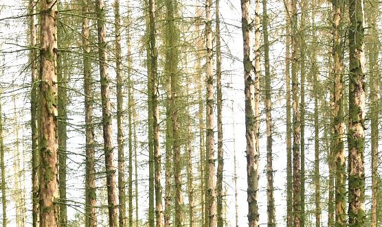 Die Borkenk&auml;fersch&auml;den in Th&uuml;ringen haben im Juni 2021 ein historisches Monatshoch erreicht � aber die Rahmenbedingungen f&uuml;r die Schadholzverwertung in der Holzindustrie haben sich verbessert (Foto: Andreas Knoll)