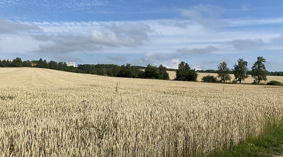 Feld bei Nordhausen (Foto: oas)