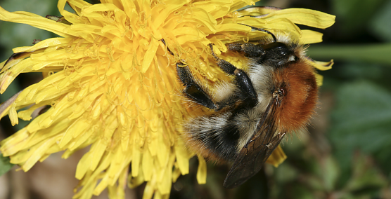 K&ouml;nigin des Sommers: die Ackerhummel (Foto: Helge May)