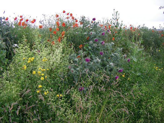 Feldraine mit Blumen und Wildkr&auml;utern sind ein Labsal f&uuml;r allerlei Insekten und das Niederwild. (Foto: W. Roth)