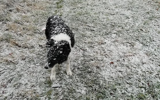 Die ersten Zeitgenossen haben schon sichtlich Spaß am Schnee (Foto: W.Jörgens) Die ersten Zeitgenossen haben schon sichtlich Spaß am Schnee (Foto: W.Jörgens)