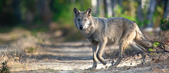 Meister Isegrim ist zurück (Foto: Kathleen Gerber) Meister Isegrim ist zurück (Foto: Kathleen Gerber)