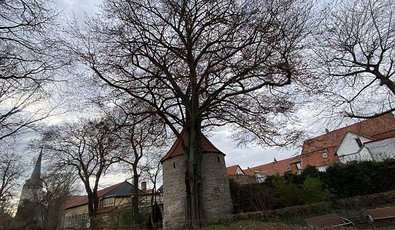 nachts wird es wieder frostig und morgens glatt (Foto: oas) nachts wird es wieder frostig und morgens glatt (Foto: oas)