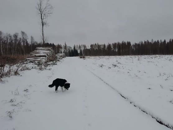 Knapp unter Null und leichter Schneefall - so sah es heute morgen in Sophienhof aus (Foto: W. J&ouml;rgens)