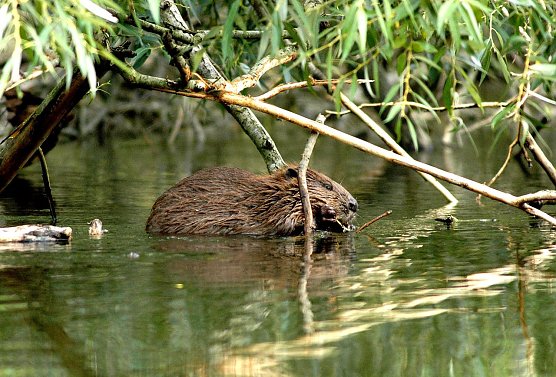 Auch der Biber f&uuml;hlt sich in Auenlandschaften wohl (Foto: Siegfried Klaus)
