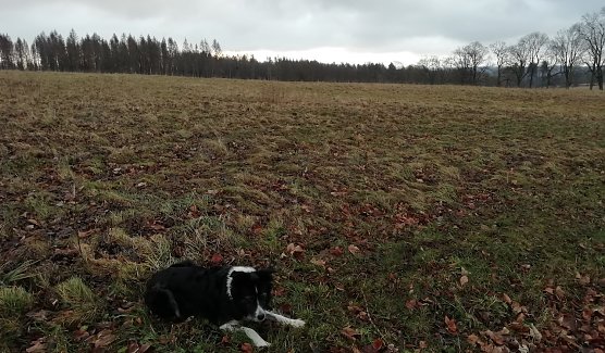 Am Neujahrsmorgen bei Sophienhof (Foto: W.Jörgens) Am Neujahrsmorgen bei Sophienhof (Foto: W.Jörgens)