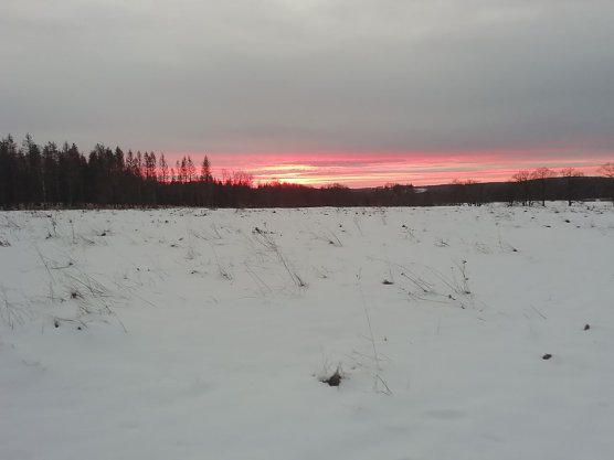 Frostig frisch konnte man heute morgen den Sonnenaufgang in Sophienhof bewundern (Foto: W. Jörgens) Frostig frisch konnte man heute morgen den Sonnenaufgang in Sophienhof bewundern (Foto: W. Jörgens)