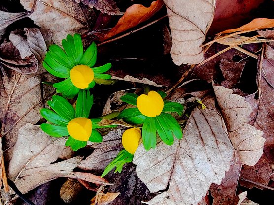 Peter Blei hat diese Fr&uuml;hlingsboten im Park Hohenrode in Nordhausen abgelichtet (Foto: Peter Blei)