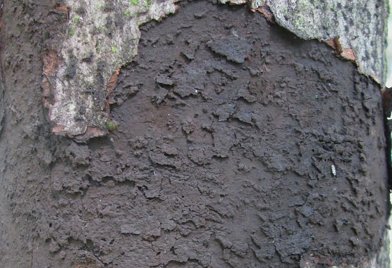 Der ru&szlig;artige Sporenbelag unter der abgeplatzten Rinde gab der Pilzkrankheit ihren Namen: Ru&szlig;rindenkrankheit (Foto: Mathias St&uuml;rtz)