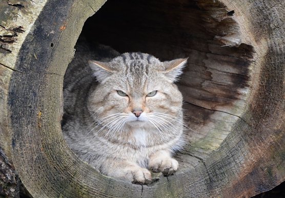 Wildkater Emil wartet auf G&auml;ste (Foto: K. Vogel)