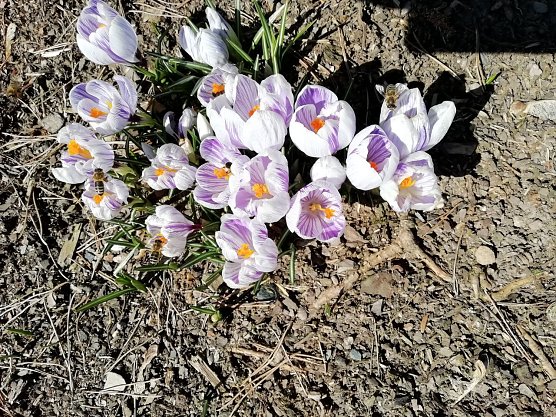 Die ersten Boten des Fr&uuml;hlings (Foto: W. J&ouml;rgens)