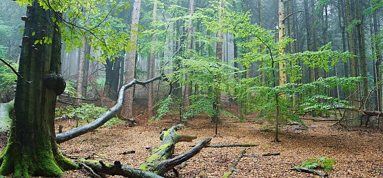 Der Wald braucht Ruhe (Foto: Michael Nuebel)