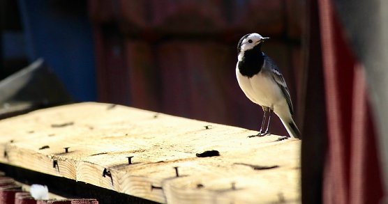 Bachstelze im Brutkleid (Foto: Eva Maria Wiegand)