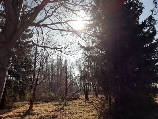 Auch in Sophienhof begl&uuml;ckte heute die Fr&uuml;hlingssonne das Gem&uuml;t (Foto: W. J&ouml;rgens)