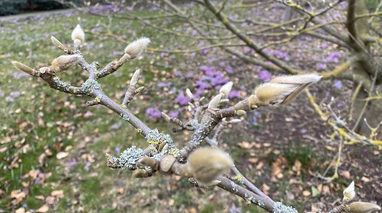 Nachtfr&ouml;ste begleiten weiter des Fr&uuml;hlings Erwachen (Foto: oas)