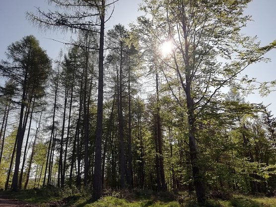 Auch auf  dem Berge gr&uuml;net Hoffnungsgl&uuml;ck - das Wetter zeigt sich in Sophienhof heute von seiner sch&ouml;nen Seite (Foto: W. J&ouml;rgens)