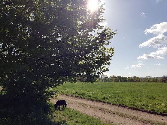 Heiter bis wolkig zeigte sich das Wetter heute morgen auch in Sophienhof (Foto: W. Jörgens) Heiter bis wolkig zeigte sich das Wetter heute morgen auch in Sophienhof (Foto: W. Jörgens)